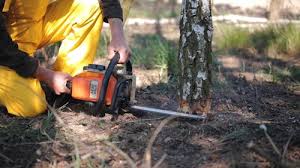 How Our Tree Care Process Works  in Ocklawaha, FL